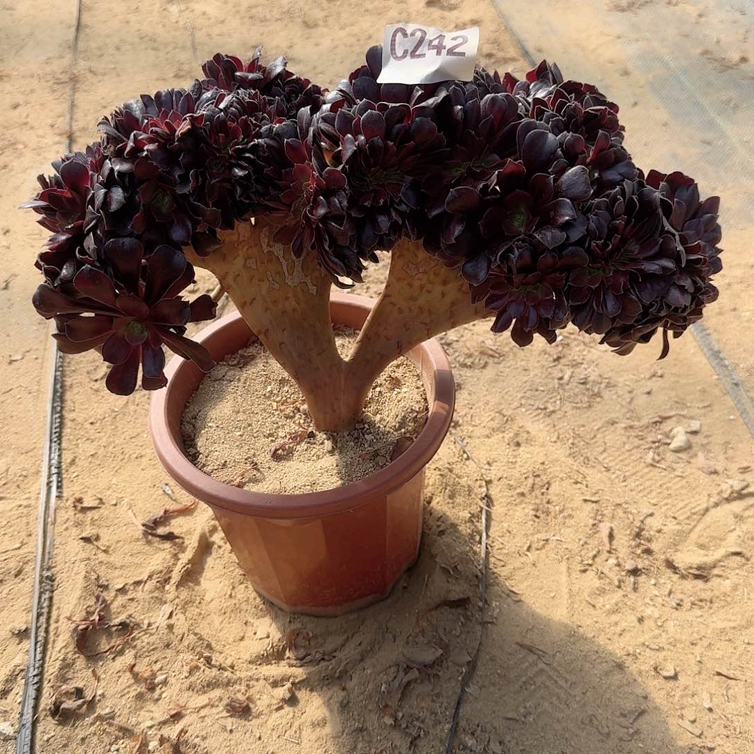 242欧紫一颗呀呀