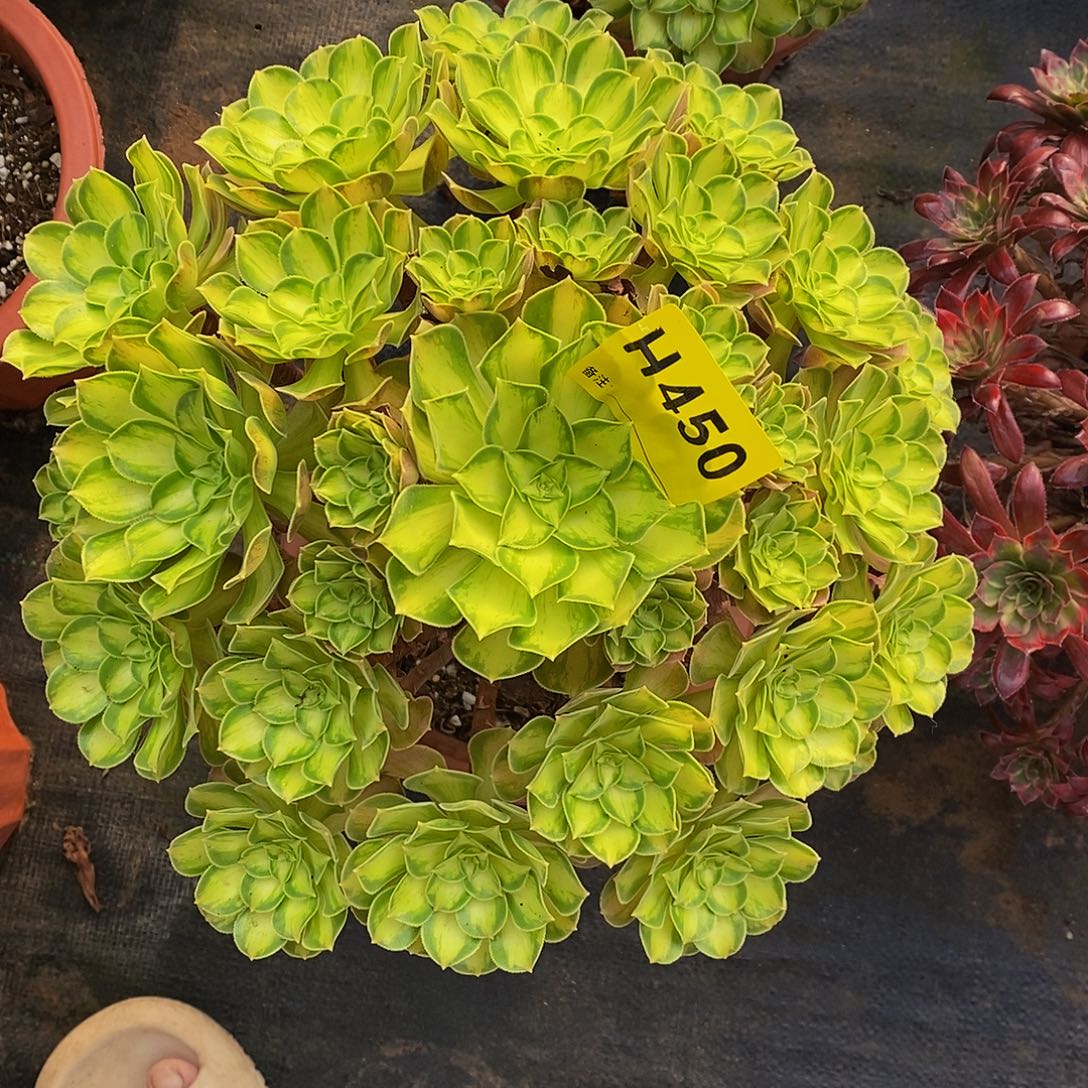 450韶华33333333333333