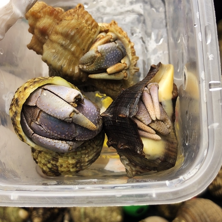 深紫三只，有磨尖需拍加热