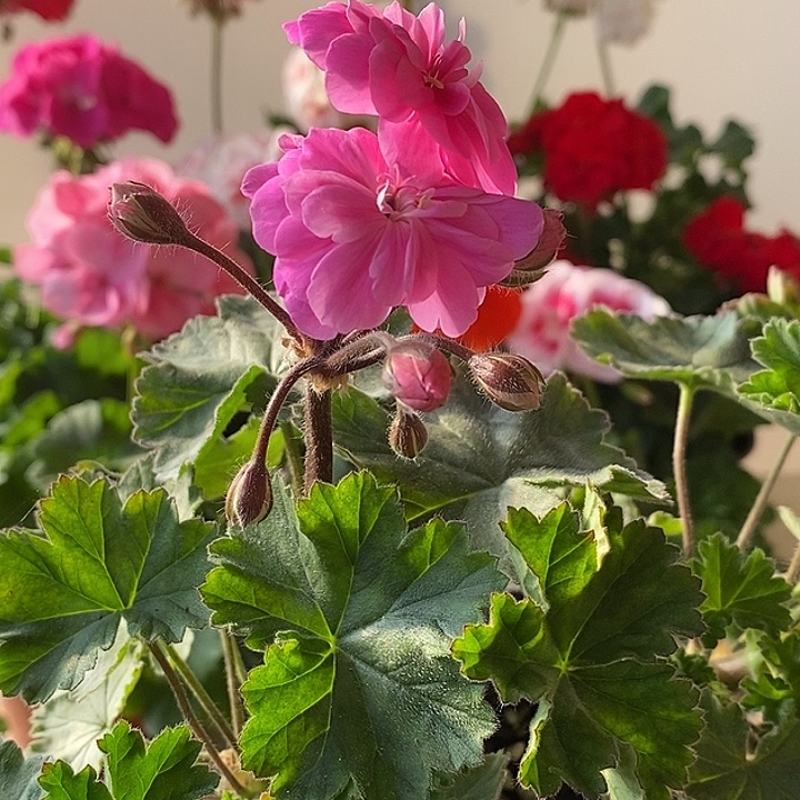 当前无花栽培后可以开花益达老庄