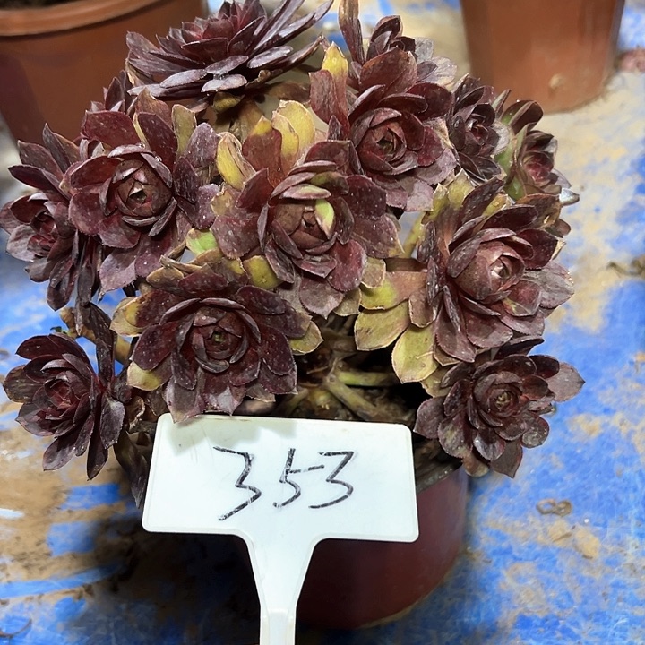 多肉植物黑膜法师不售后