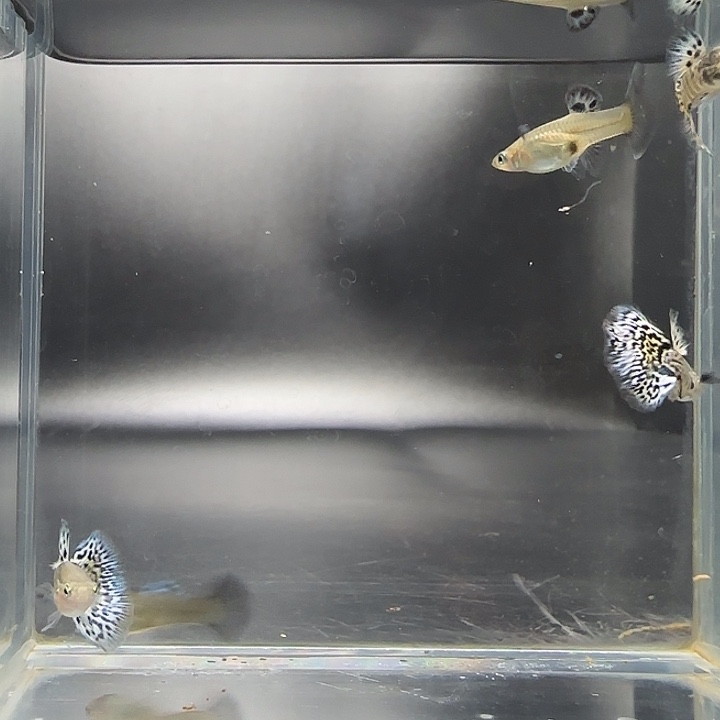 孔雀鱼白蛇3公2母