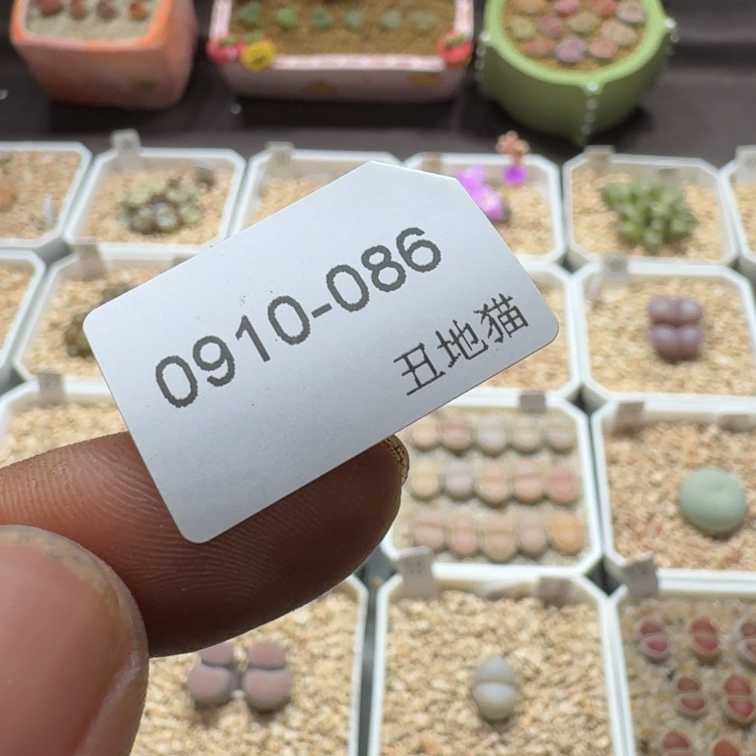 莹***0910-086卷卷卷卷卷卷