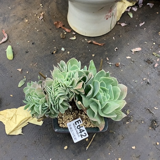 银翼缀化642 亏本处理退款拉黑需要延时发货