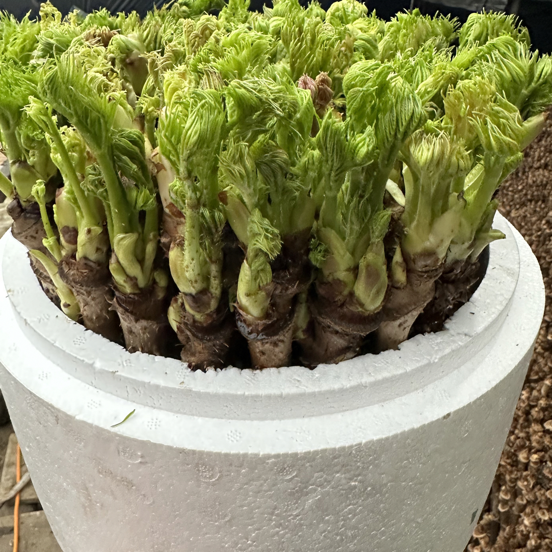 山野菜成品盆菜刺嫩芽(90到110)