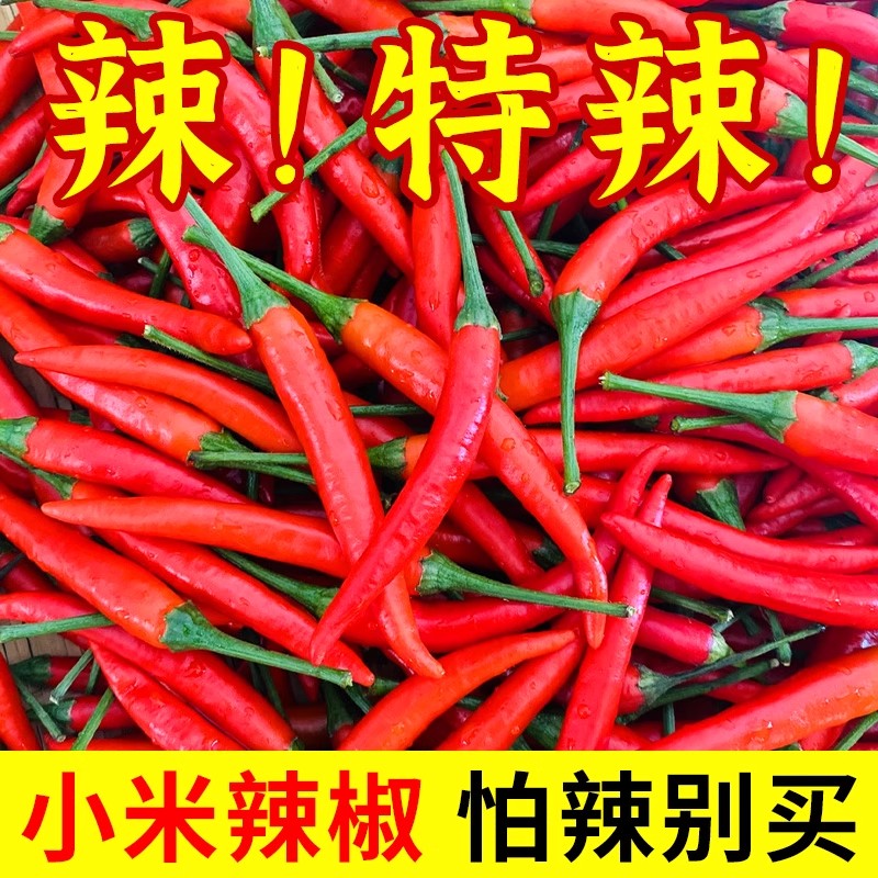 小米辣椒新鲜现摘现发小米椒