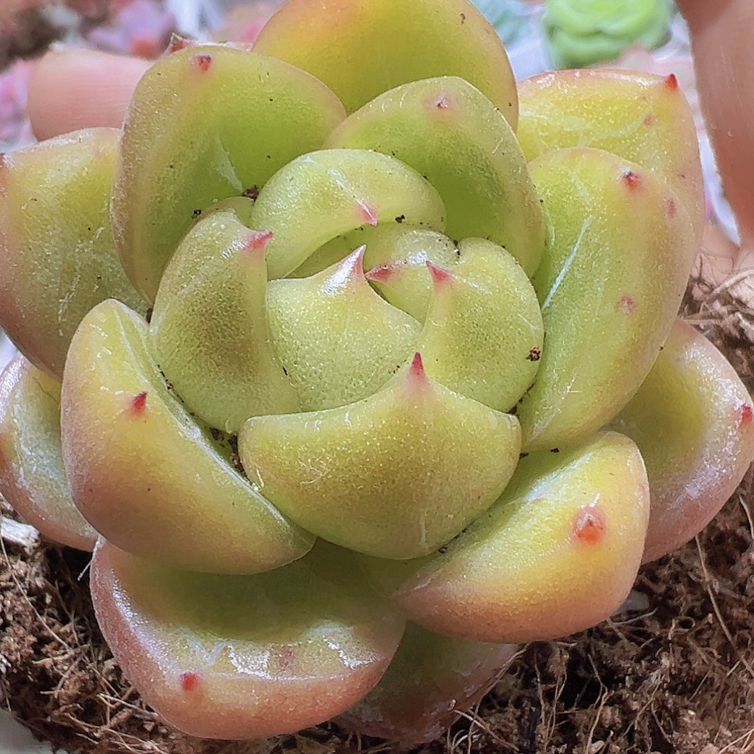 白心绿珍妮19包邮多肉植物