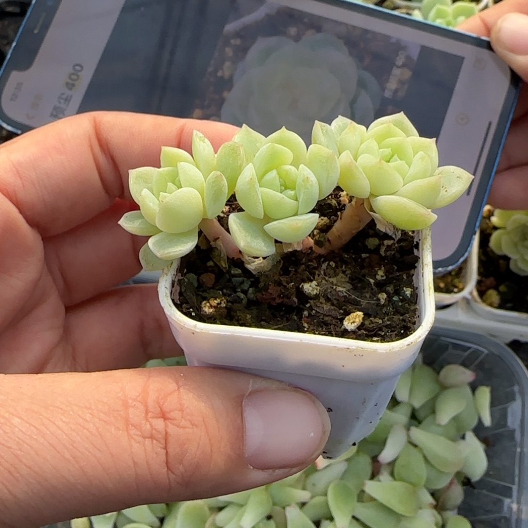 M***u预尘400号三头一个3床满25包邮