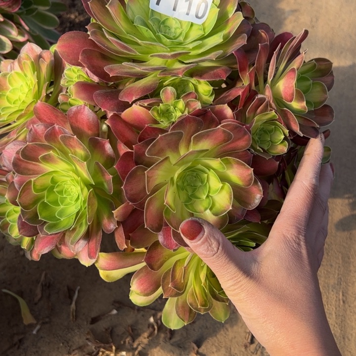 7110韶华不包损多肉植物 