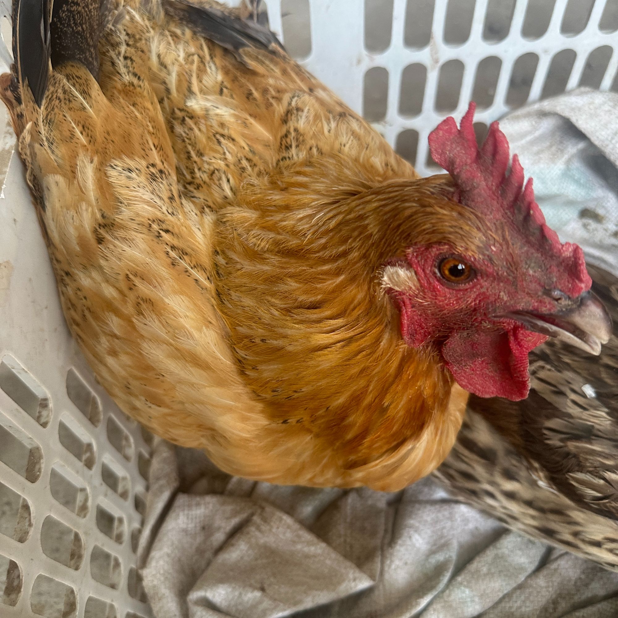 三年左右农家散养老母鸡走地鸡