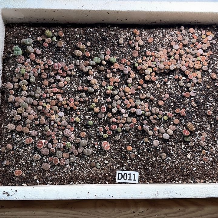 D011 生石花脱土包邮