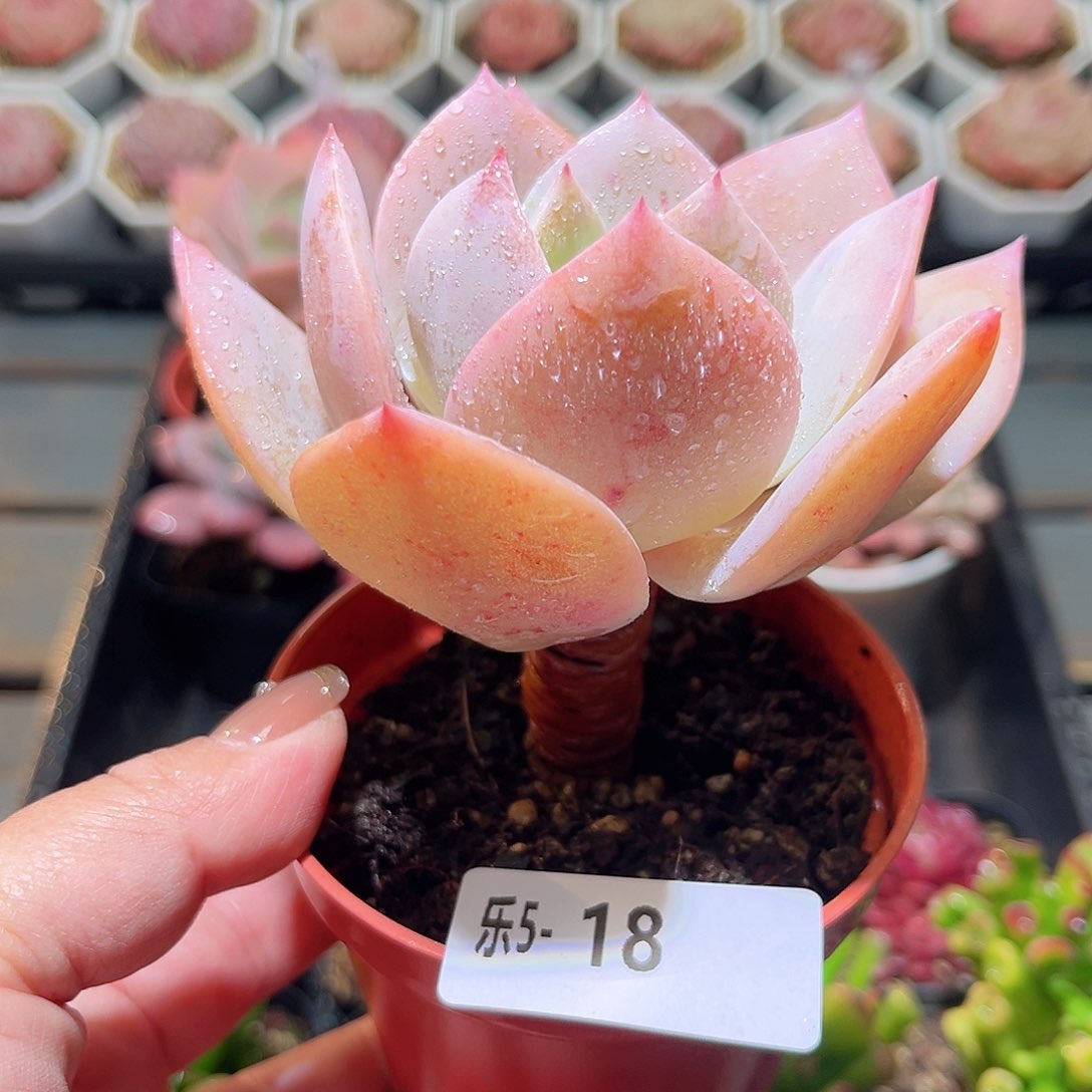 乐5-18 白凤单头 