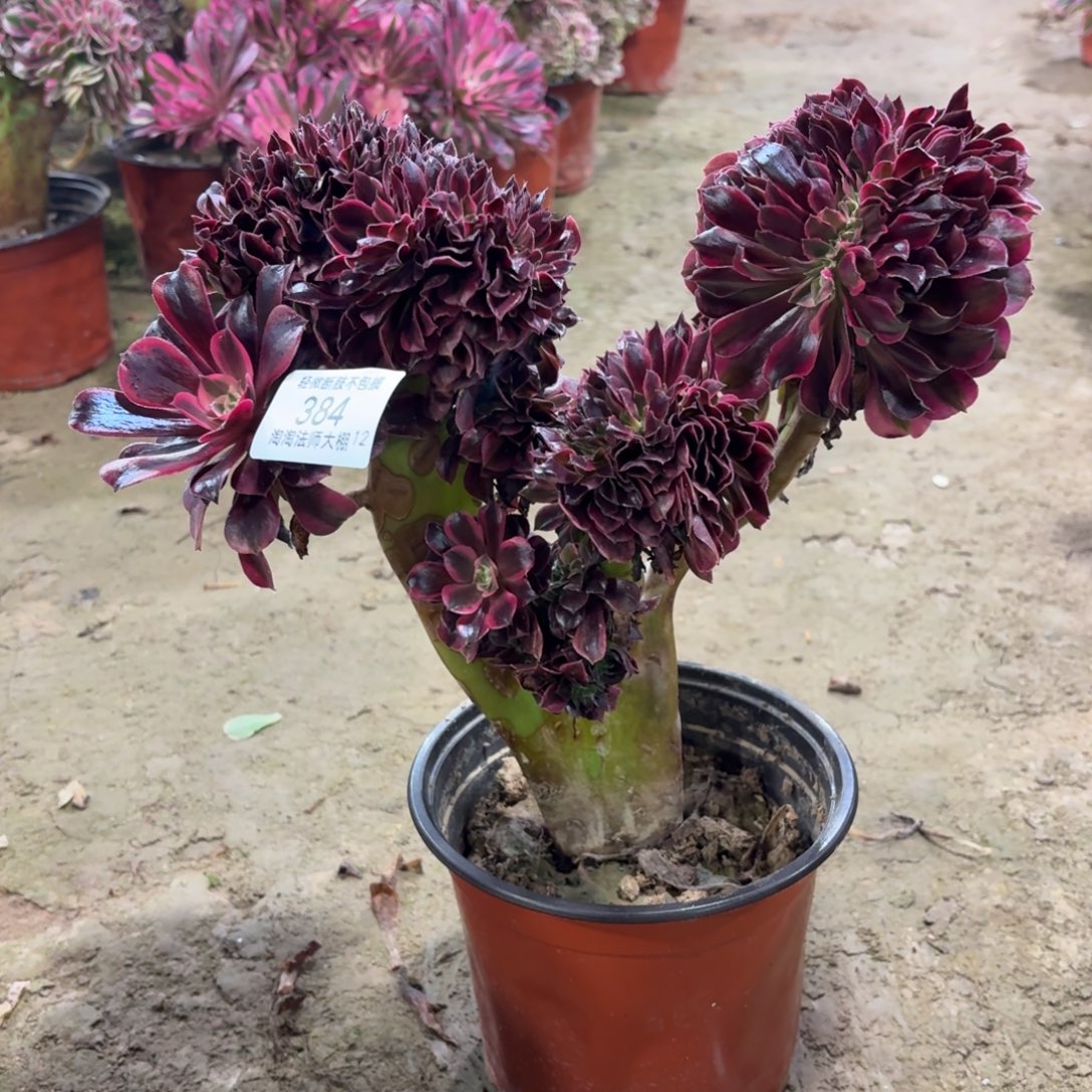 384美杜莎缀化多肉植物法师