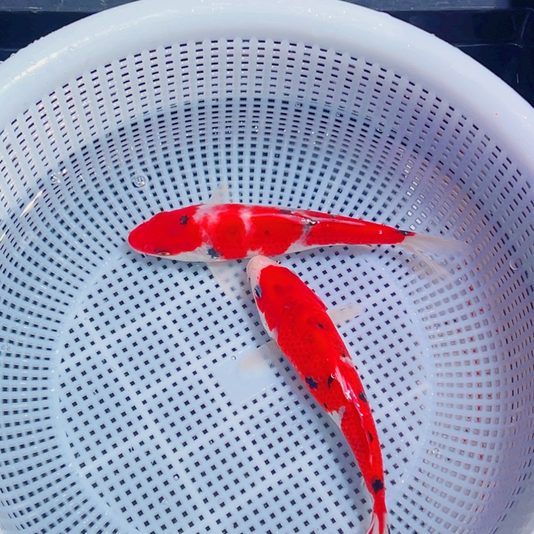 锦鲤锦鲤观赏鱼1111