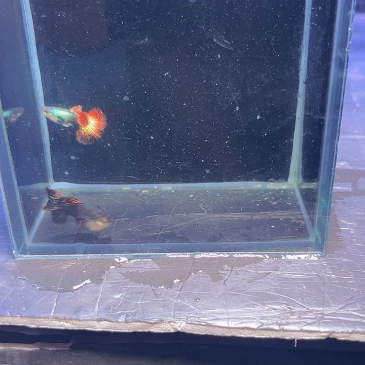 ****孔雀鱼红龙球一对