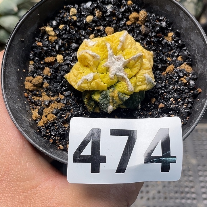 完全开放474花锦马上出根仙人球