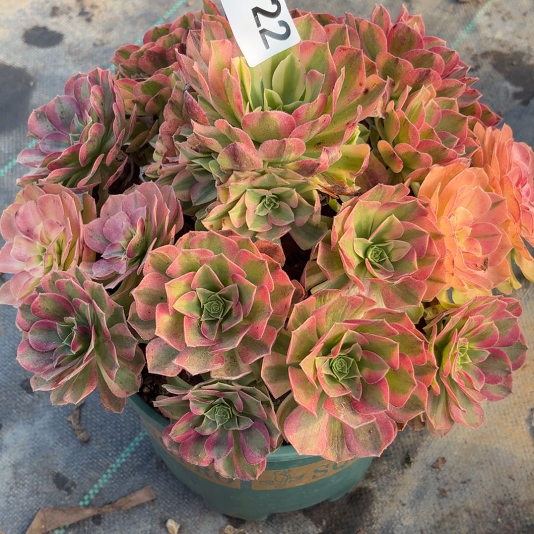 722大雨河多肉植物福利