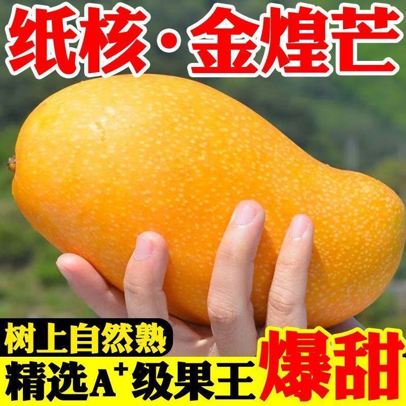 特级大果黄皮正宗金煌芒青芒特大号芒果现摘新鲜当季水果整箱薄皮