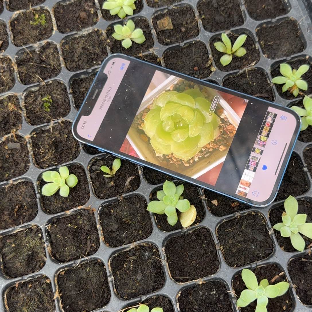 两个浮萍中苗穴满25包邮