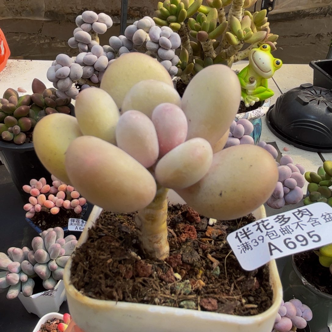 695/6cm蛋黄奶多肉