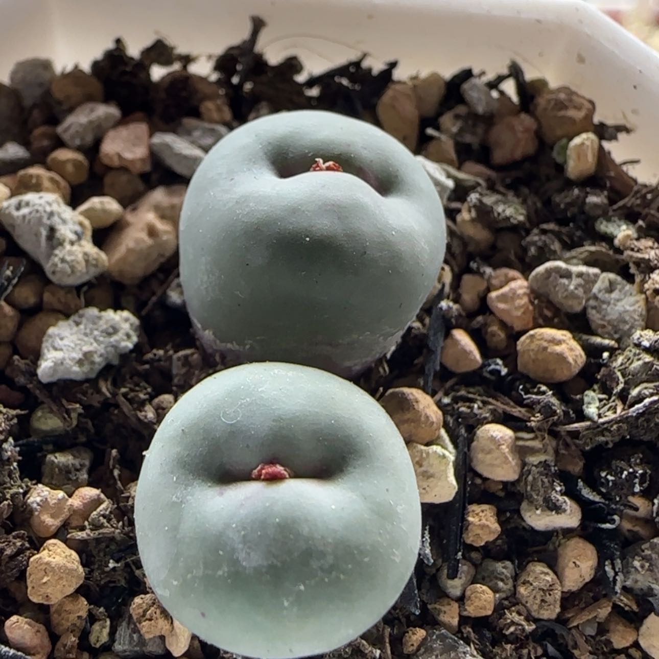 【闪购商品】0545红嘴