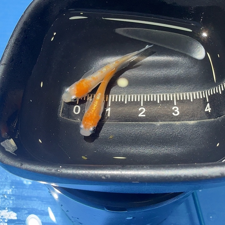 青鳉鱼11号拍品赤壁红白