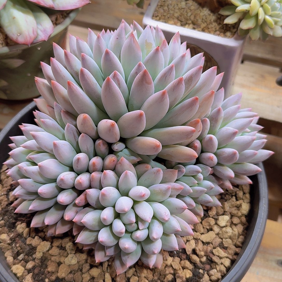 所罗门多肉一物一拍