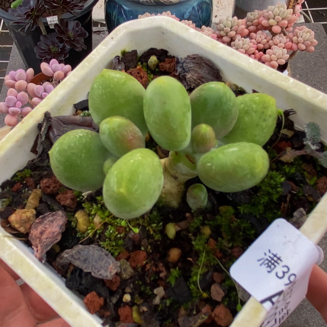3297芒果奶苗5cm多肉
