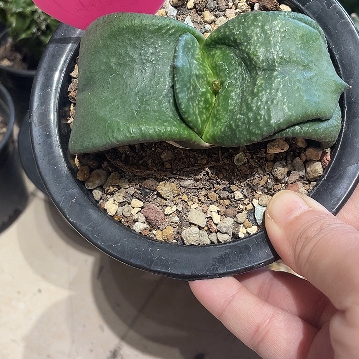 实生卧牛仙人球一颗