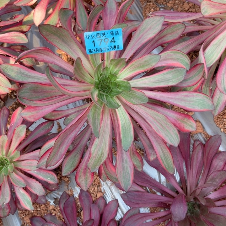 火凤1794多肉植物