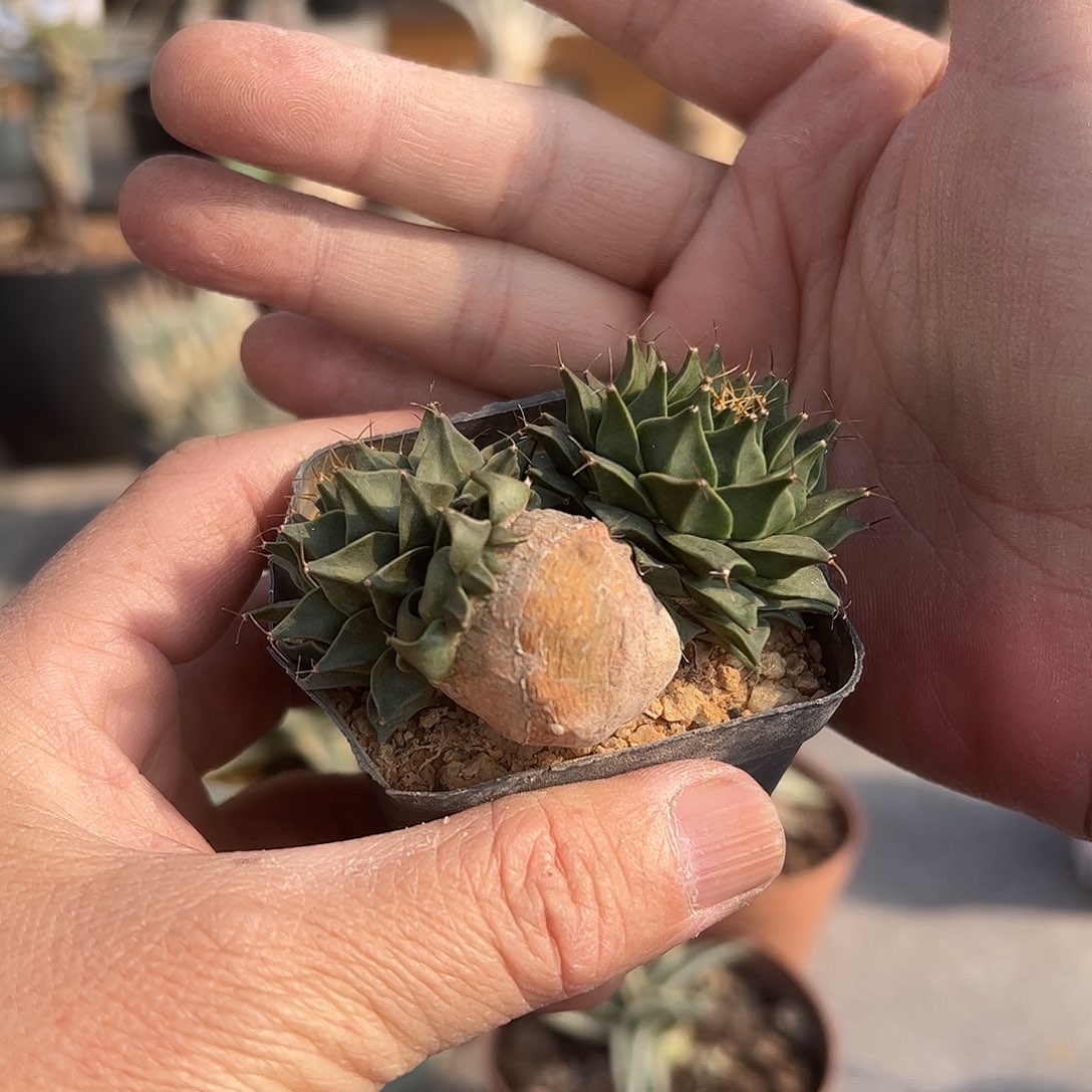 佩***仙多头帝冠 88866888