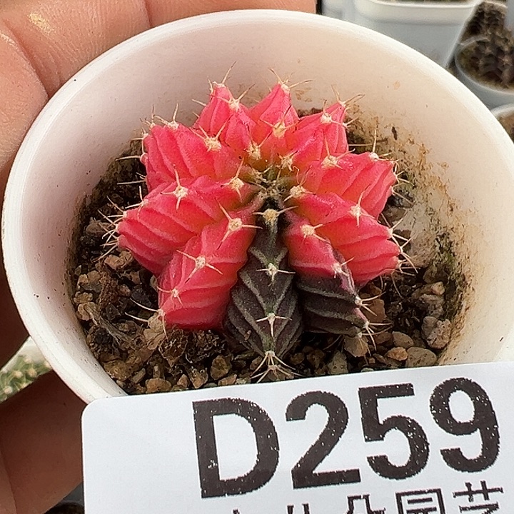 259号特价实生米哈多肉植物