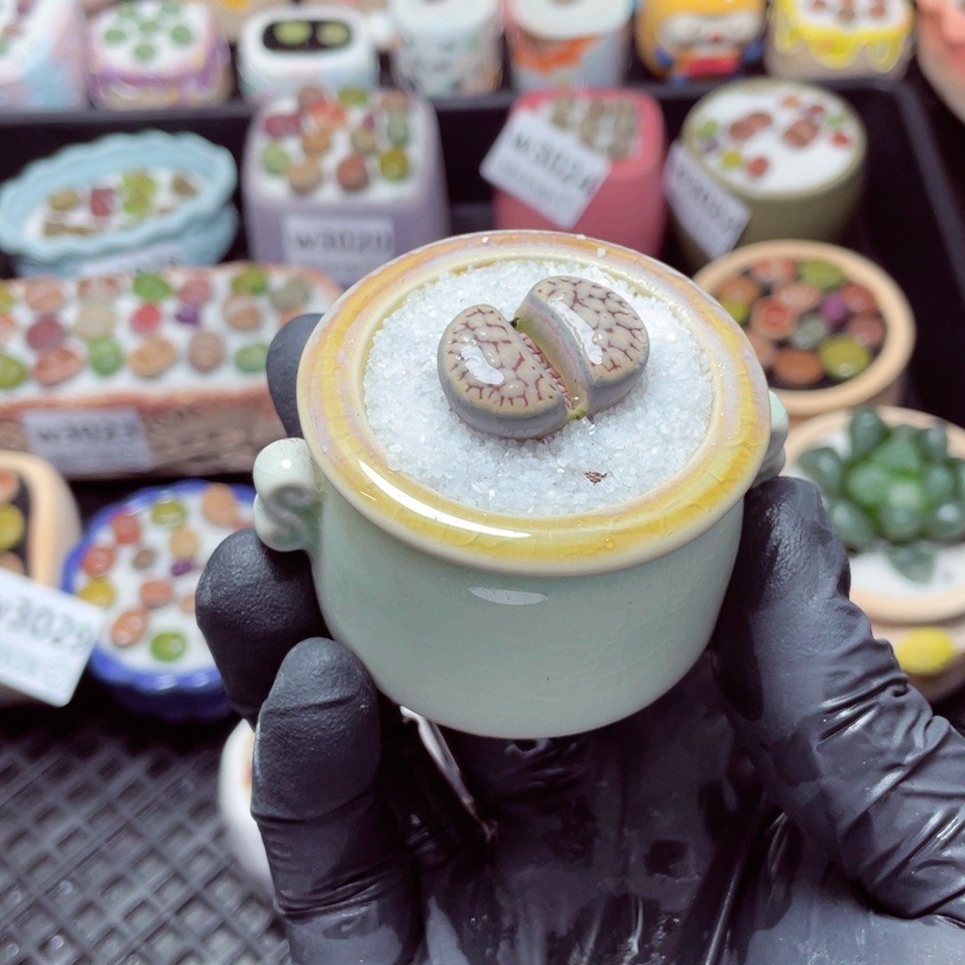 w3032--带盆土发货，零下地区拍保温箱