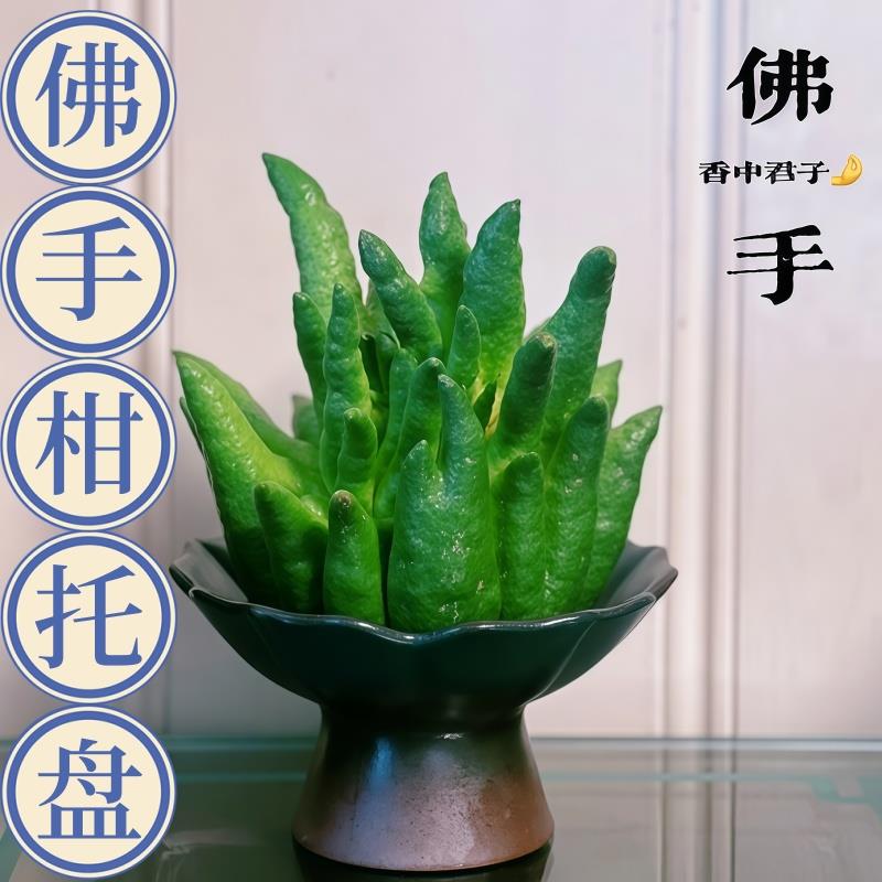 W中式放佛手柑托盘陶瓷水培花瓶高颜值摆放佛手瓜专用观赏摆件器
