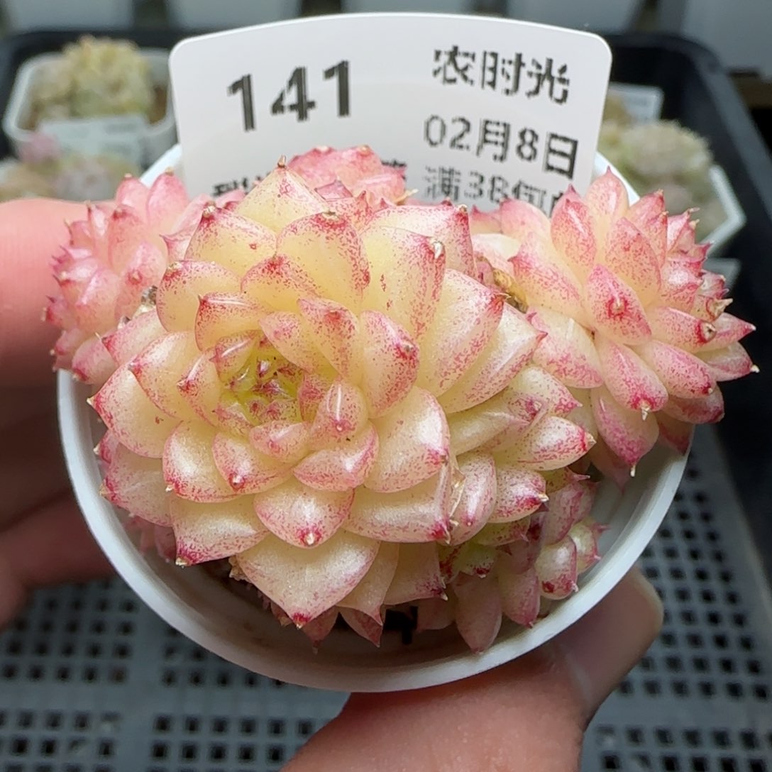 0208-141珠光麦秆