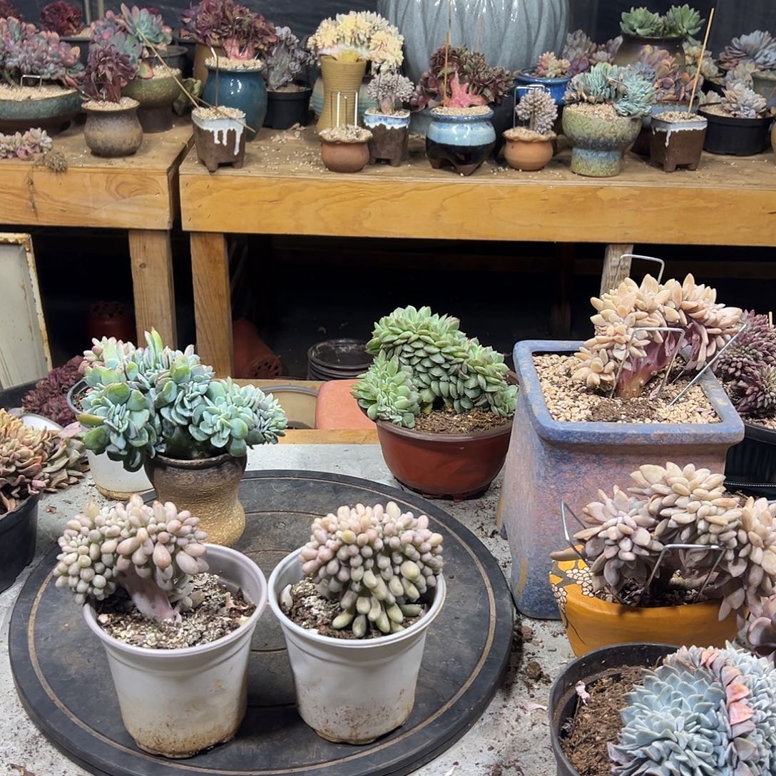 小***珑多肉植物实物直播实物156