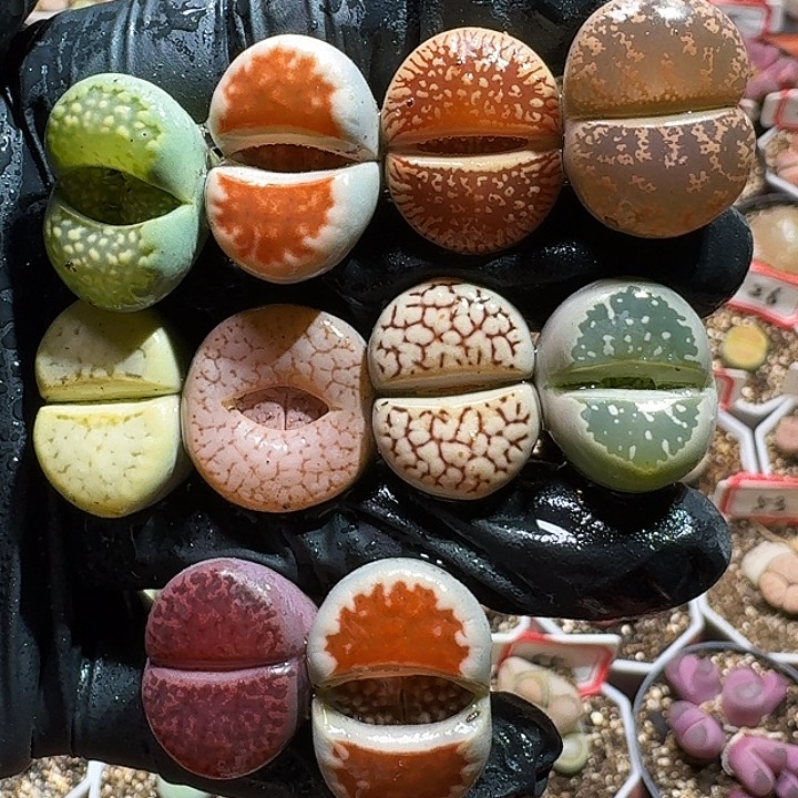生石花1111111。    173