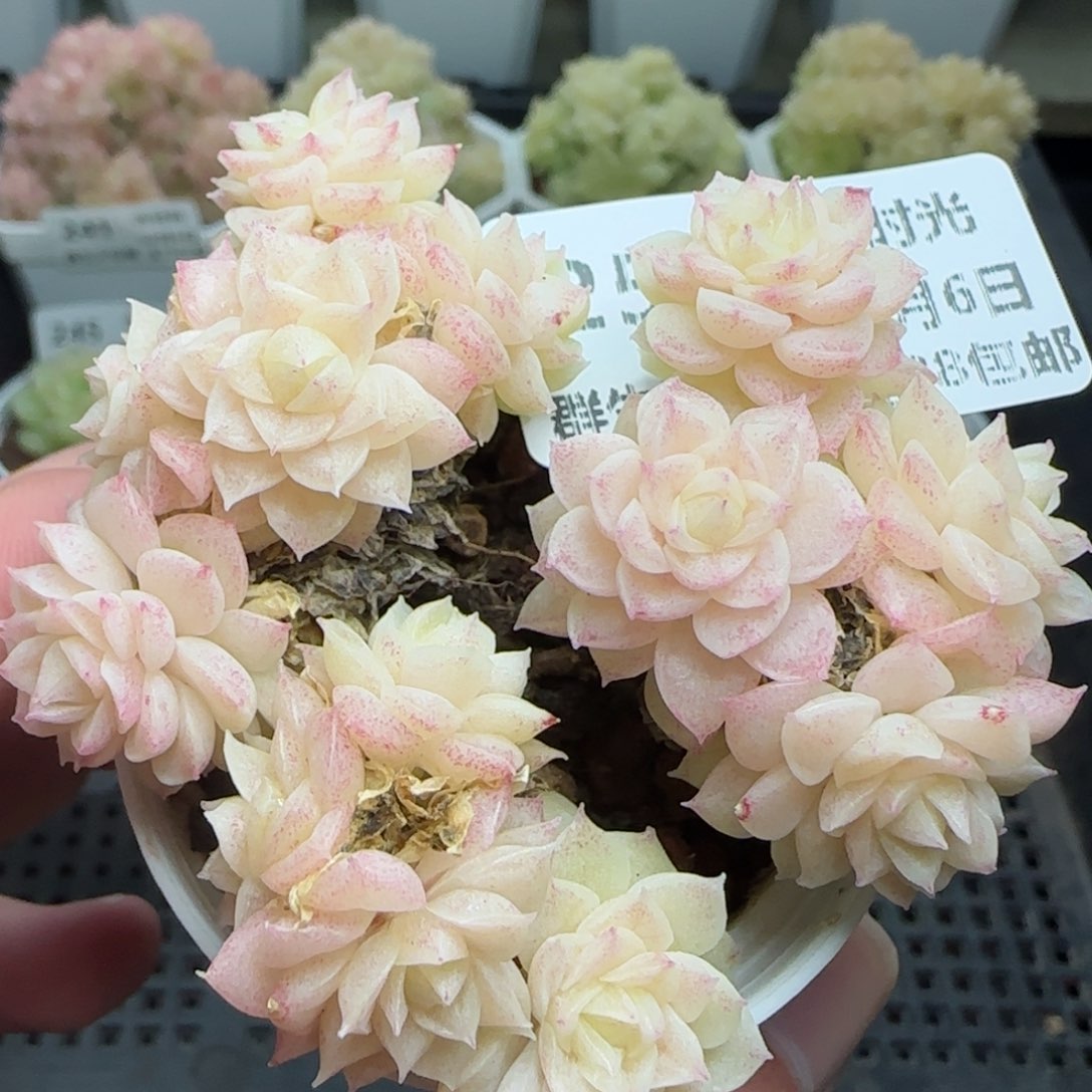 0206-251花朵麦秆