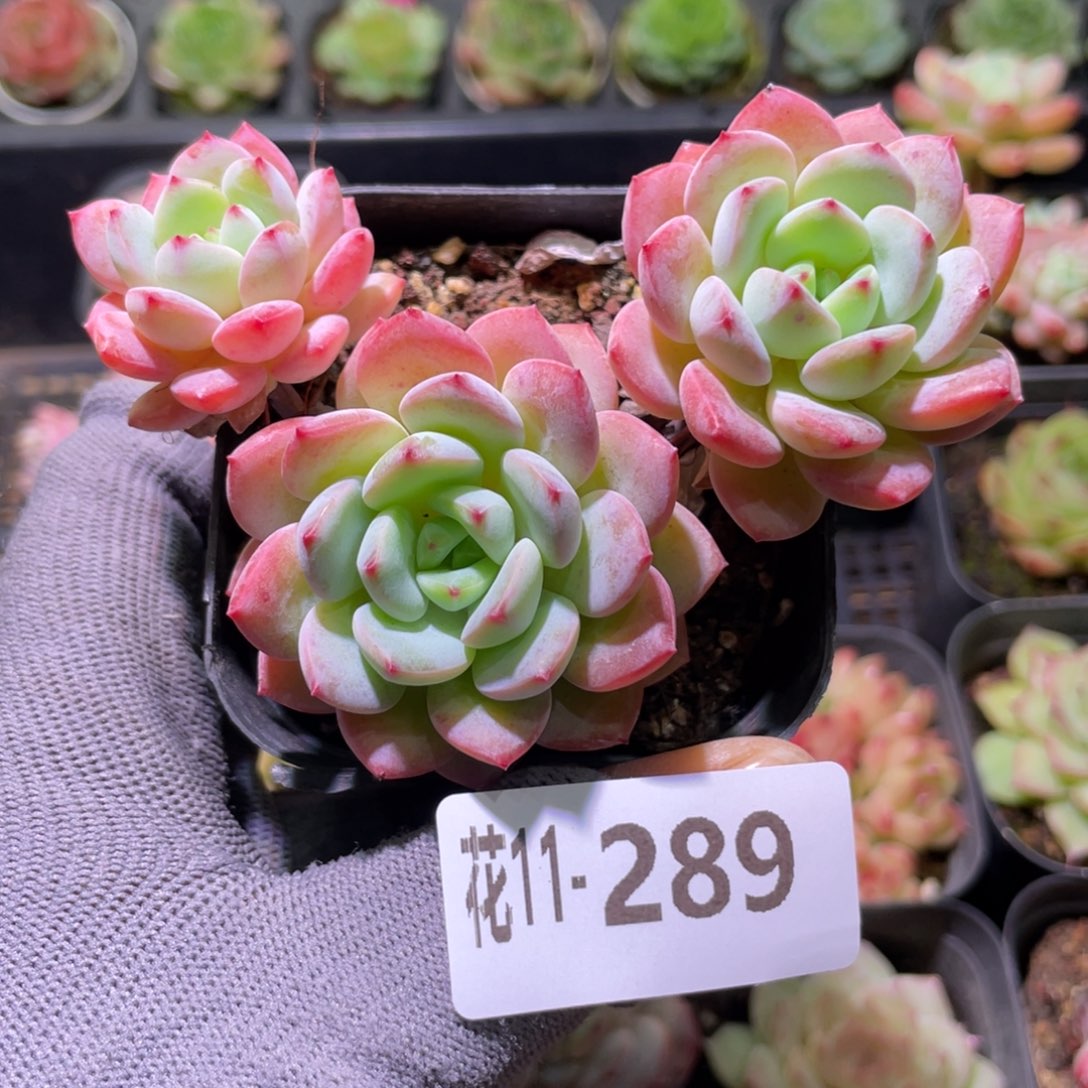 花利美11-289新品