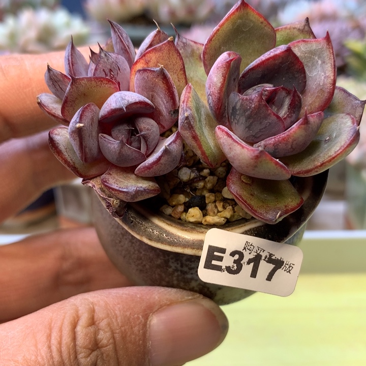 E317一物一拍带盆发