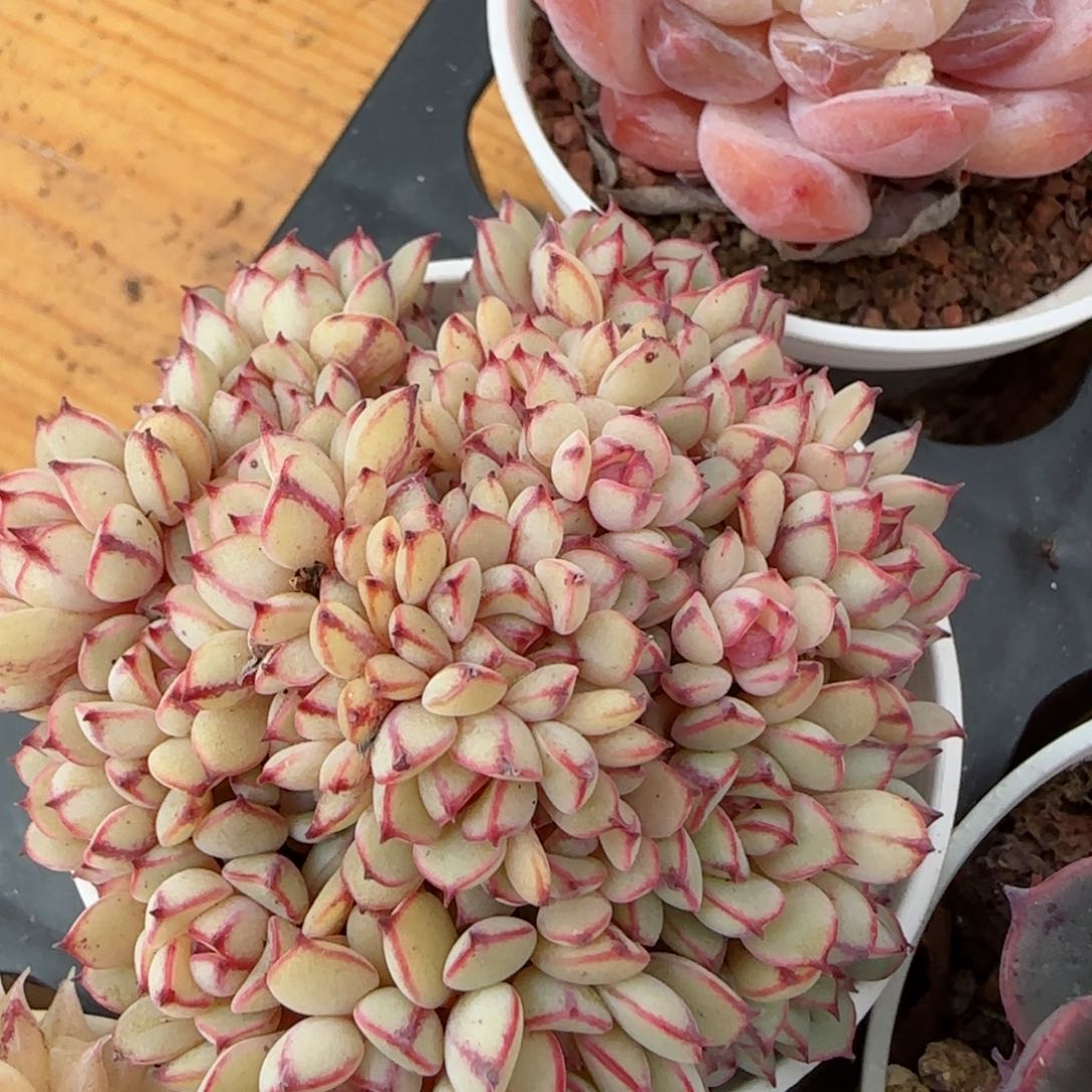 花语逸镜0205-442散