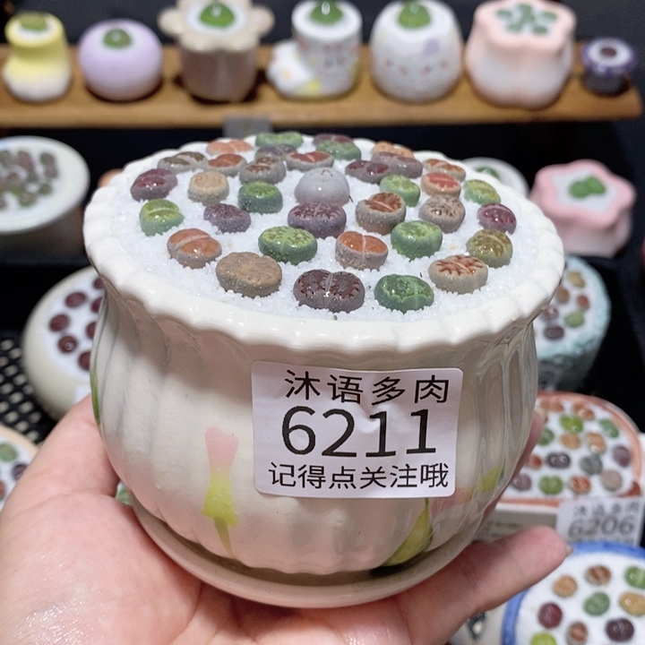 带盆土植物 一物一拍6211