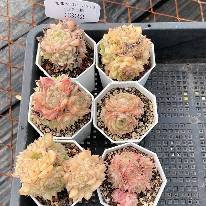 薇薇安园艺多肉2322