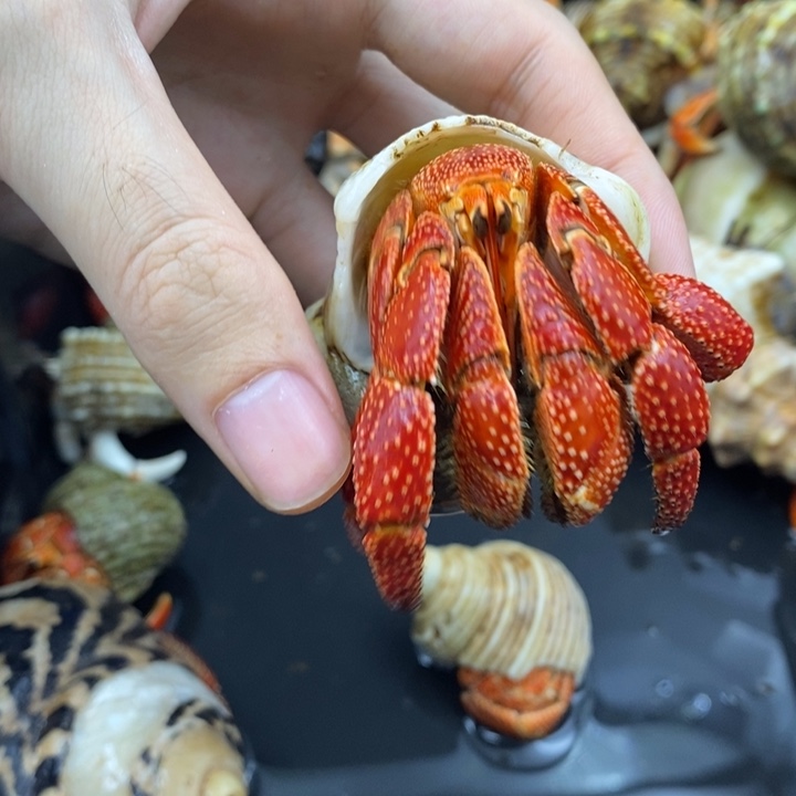 4口法拉利斐济草莓