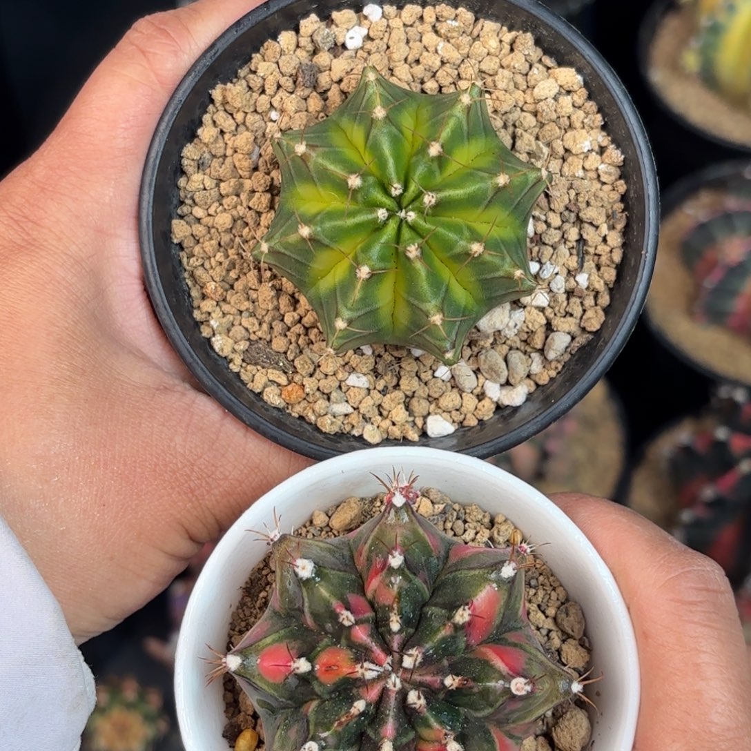 泰系米哈仙人球组合388