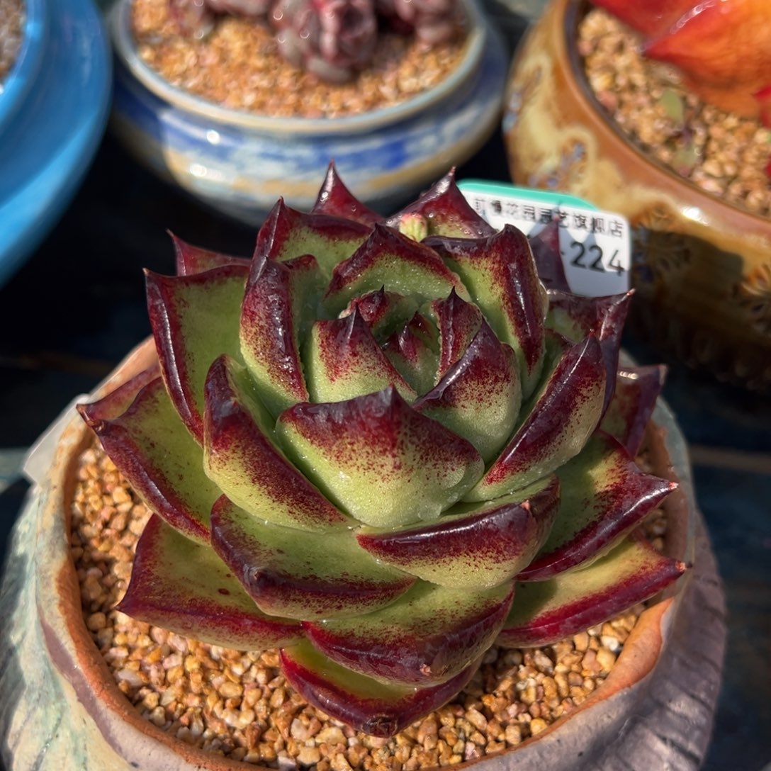 从前慢多肉精选编号0212.224