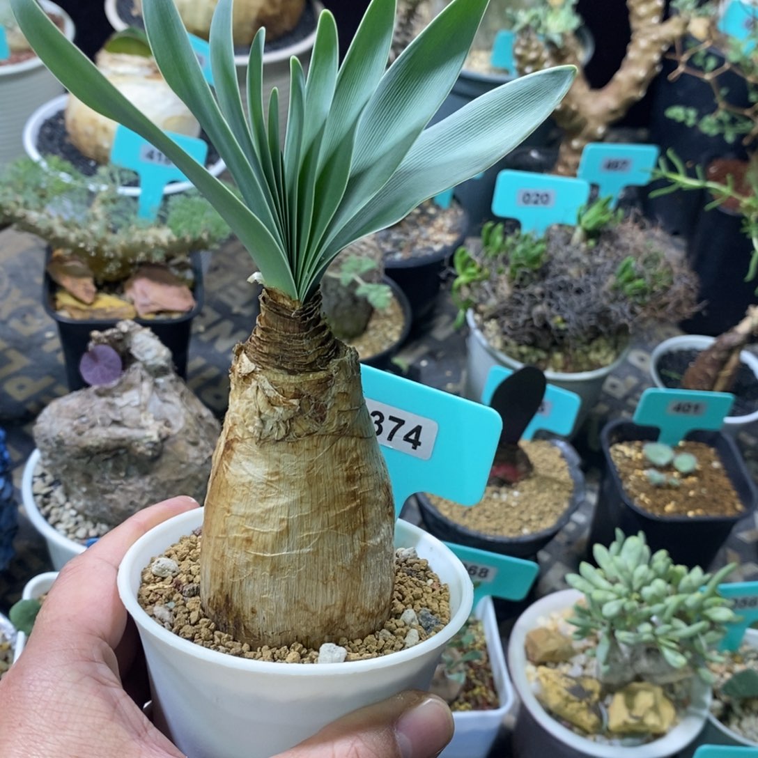 巨凤之卵多肉植物