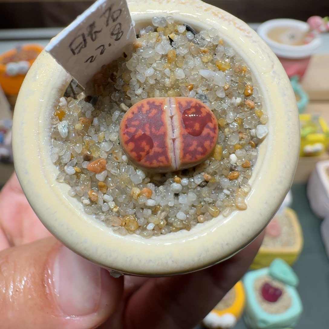 红陶蘑菇347日长石
