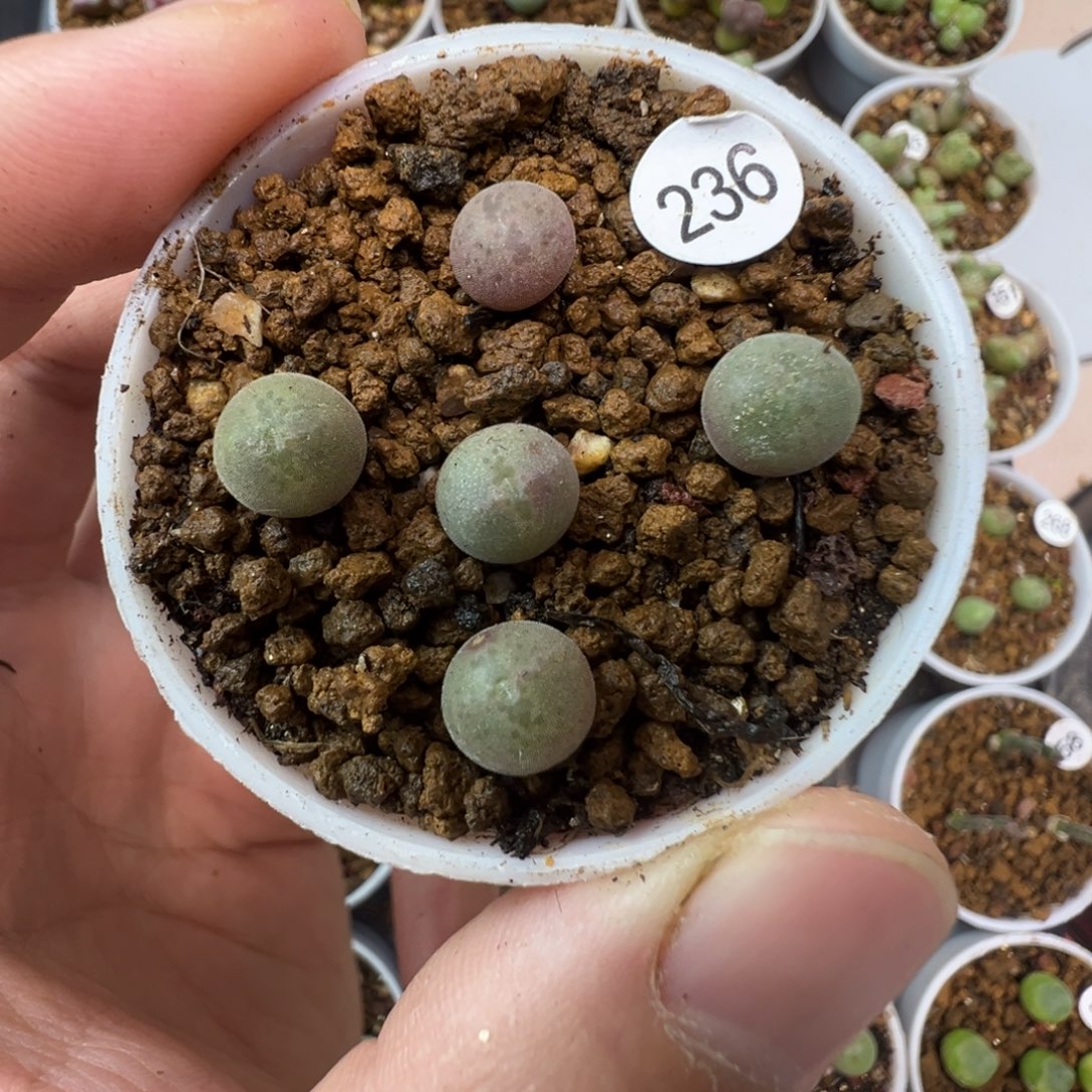 空蝉一颗脱土2360000