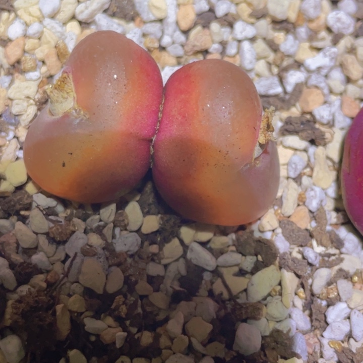 4888898895898898888888888